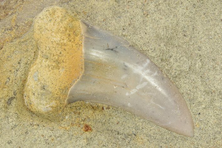 Hooked White Shark Tooth Fossil on Sandstone - Bakersfield, CA #238320